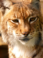 Lynx