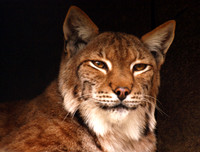 Lynx