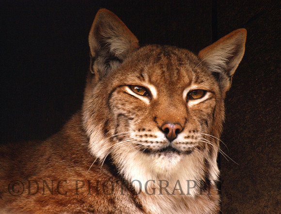 Lynx