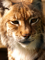 Lynx