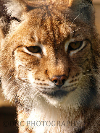 Lynx