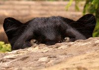 Black Panther