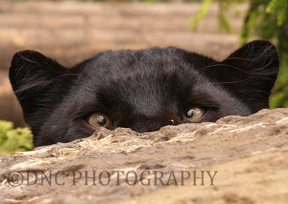Black Panther