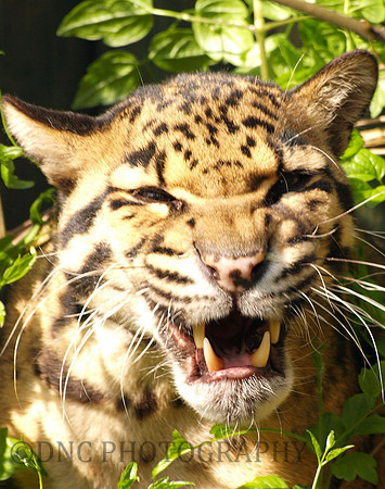 Leopard