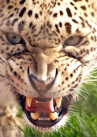 Leopard