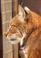 Lynx