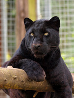 Black Panther