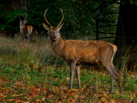 Young Red Deer Stag