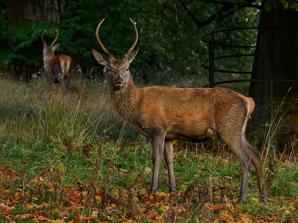 Young Red Deer Stag