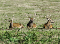 Red Deer Stags