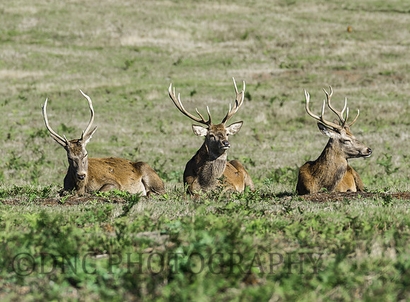 Red Deer Stags
