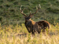 Sika Deer Stag .