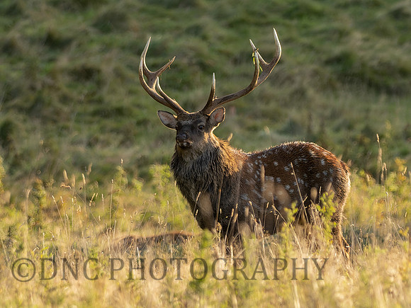 Sika Deer Stag .