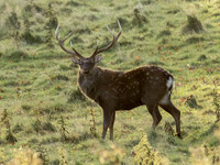 Sika Deer Stag
