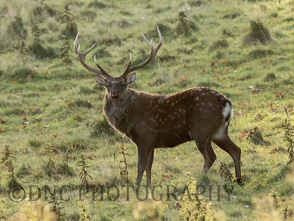 Sika Deer Stag