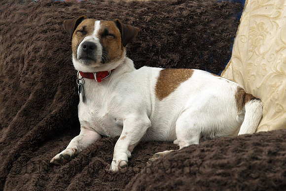 Butch having rest 22.05.2011