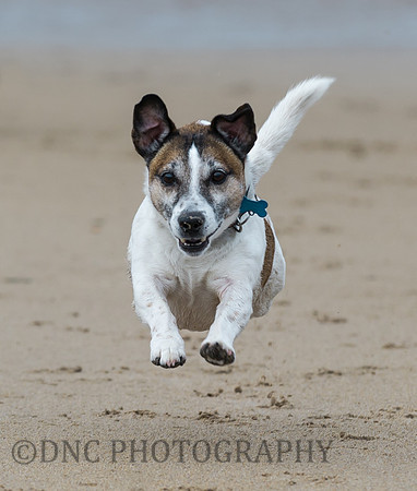 Butch on beach Bamburgh 13.09.17