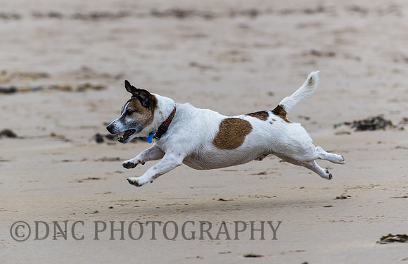 Butch on beach Bamburgh 13.09.17