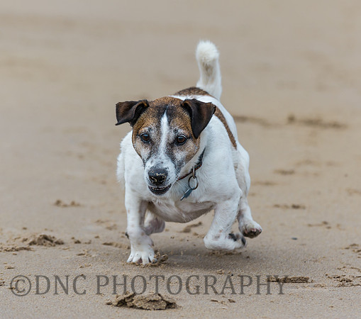 Butch on beach Bamburgh 13.09.17