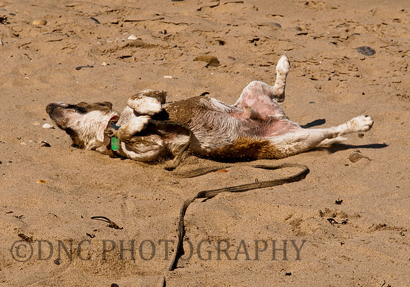 Butch Ravenscar beach 02.06.2011