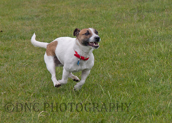 Butch's first holiday Marfit Head Farm 28.05.2011