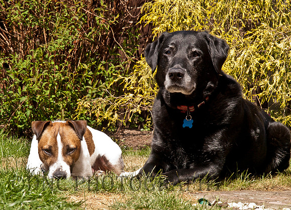 Max & Butch relax in the garden 27.04.2011