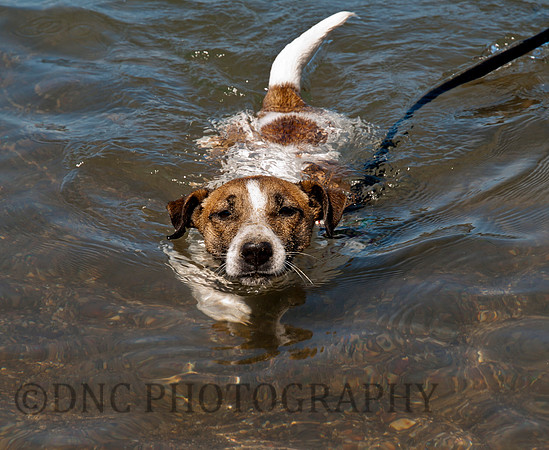 Butch swiming Ravenscar 02.06.2011