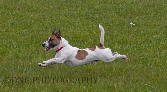 Butch's first holiday Marfit Head Farm 28.05.2011