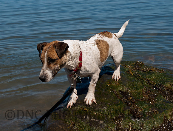 Butch Ravenscar beach 02.06.2011