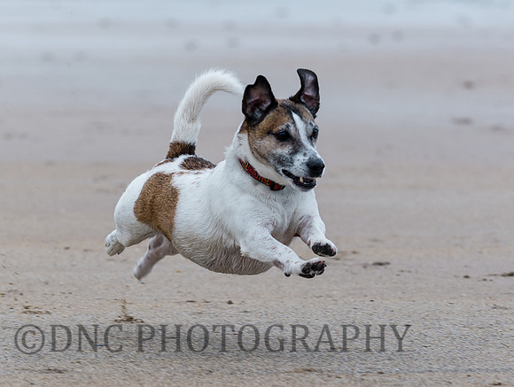 Butch on beach Bamburgh 13.09.17
