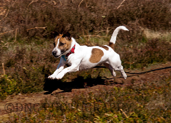 Butch North Yorkshire Moor 30.04.2011