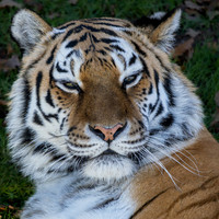 Yorkshire Wildlife Park November 2025