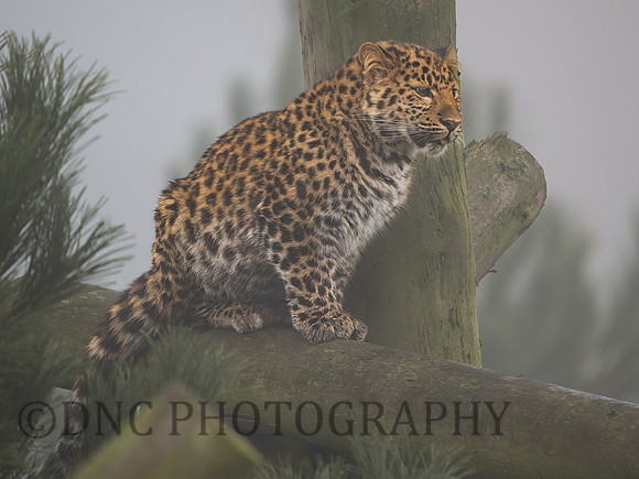Amur leopard Lewis .1
