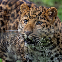 Amur Leopard Lewis .2