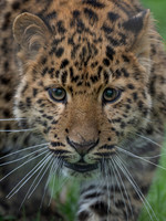 Amur Leopard Lewis .1