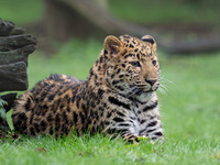 Amur Leopard Ali .1