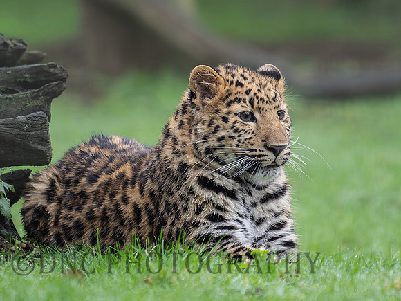 Amur Leopard Ali .1