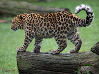 Amur Leopard Ali .2