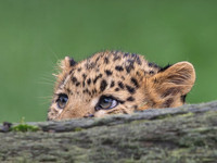 Amur Leopard Ali .5
