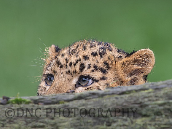 Amur Leopard Ali .5