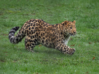 Amur Leopard Ali .4