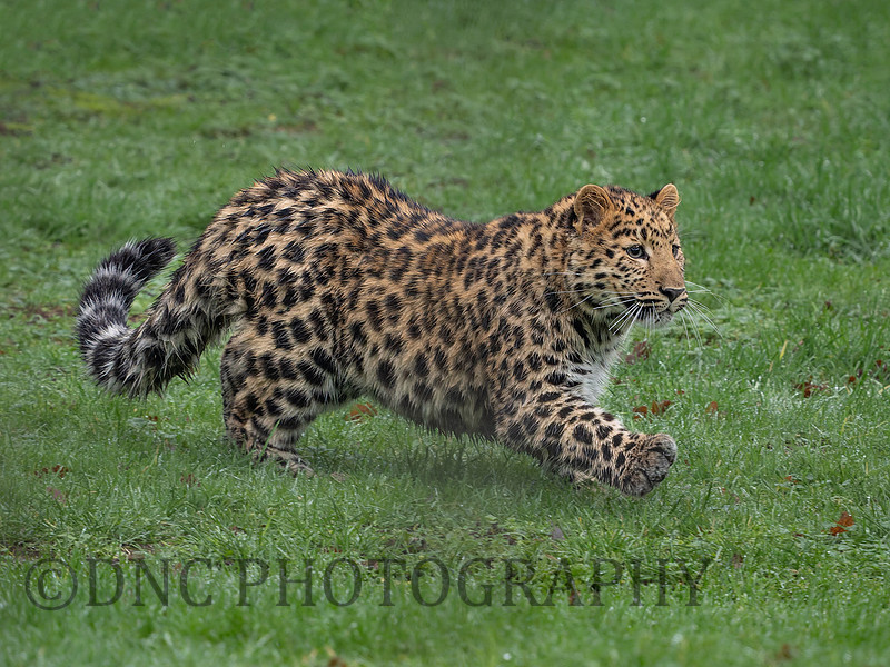 Amur Leopard Ali .4