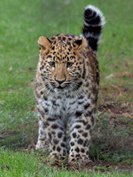 Amur Leopard Ali .3
