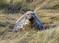 Grey Seals Donna Nook