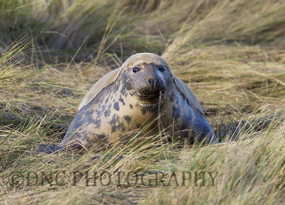 Grey Seals Donna Nook
