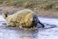 Grey Seals Donna Nook