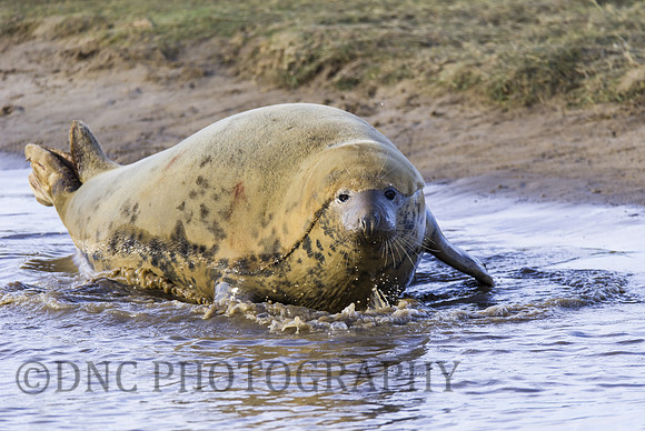 Grey Seals Donna Nook