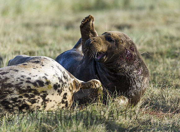 Grey Seals Donna Nook