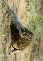 Grey Seals Donna Nook