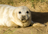 Grey Seals Donna Nook